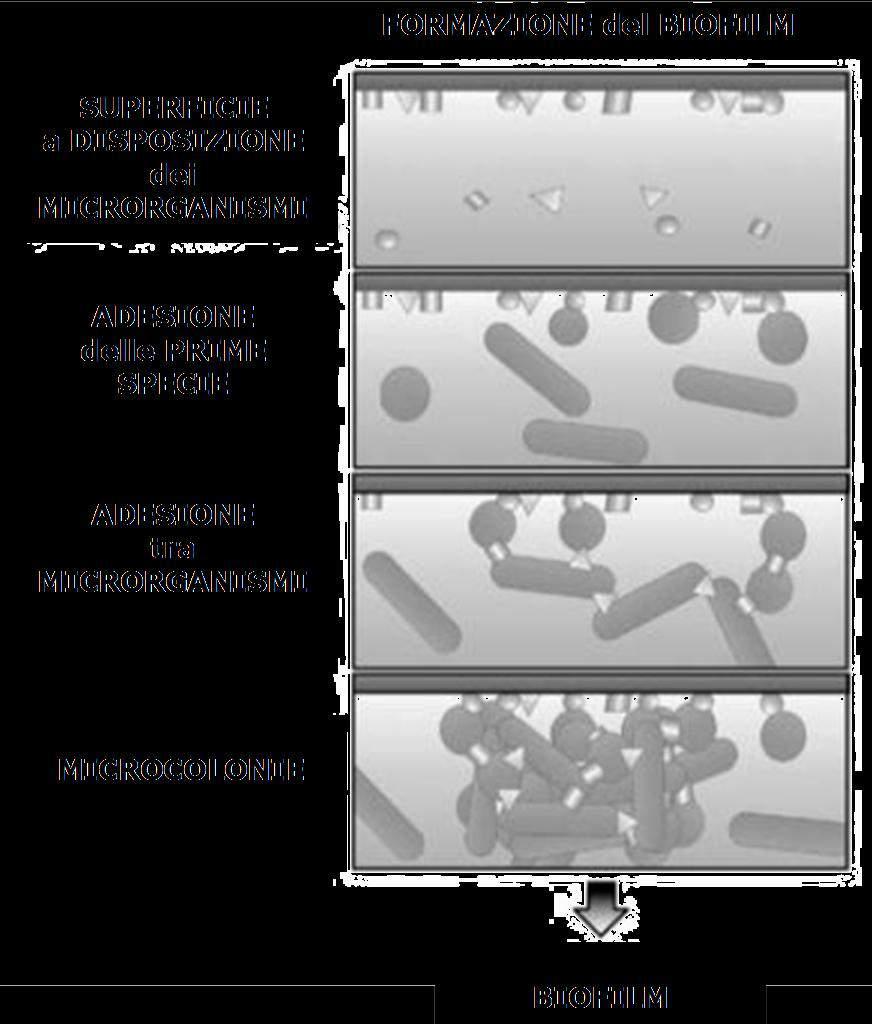Nella tecnologia delle masse adese la flora batterica che attiva il processo è organizzata in un biofilm che aderisce alla superficie libera dei supporti utilizzati nel