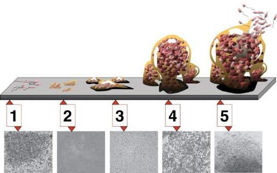 Più alta è l efficienza del biofiltro e maggiore sarà la quantità di pesce allevabile per unità di volume d acqua utilizzata.