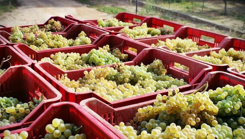 Vinificazione: Cantina Sperimentale Epoca di maturazione: prima