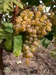 L areale viticolo Alvarega E stata recuperata negli anni scorsi da piante sparse delle vigne più vecchie, in quanto era ormai