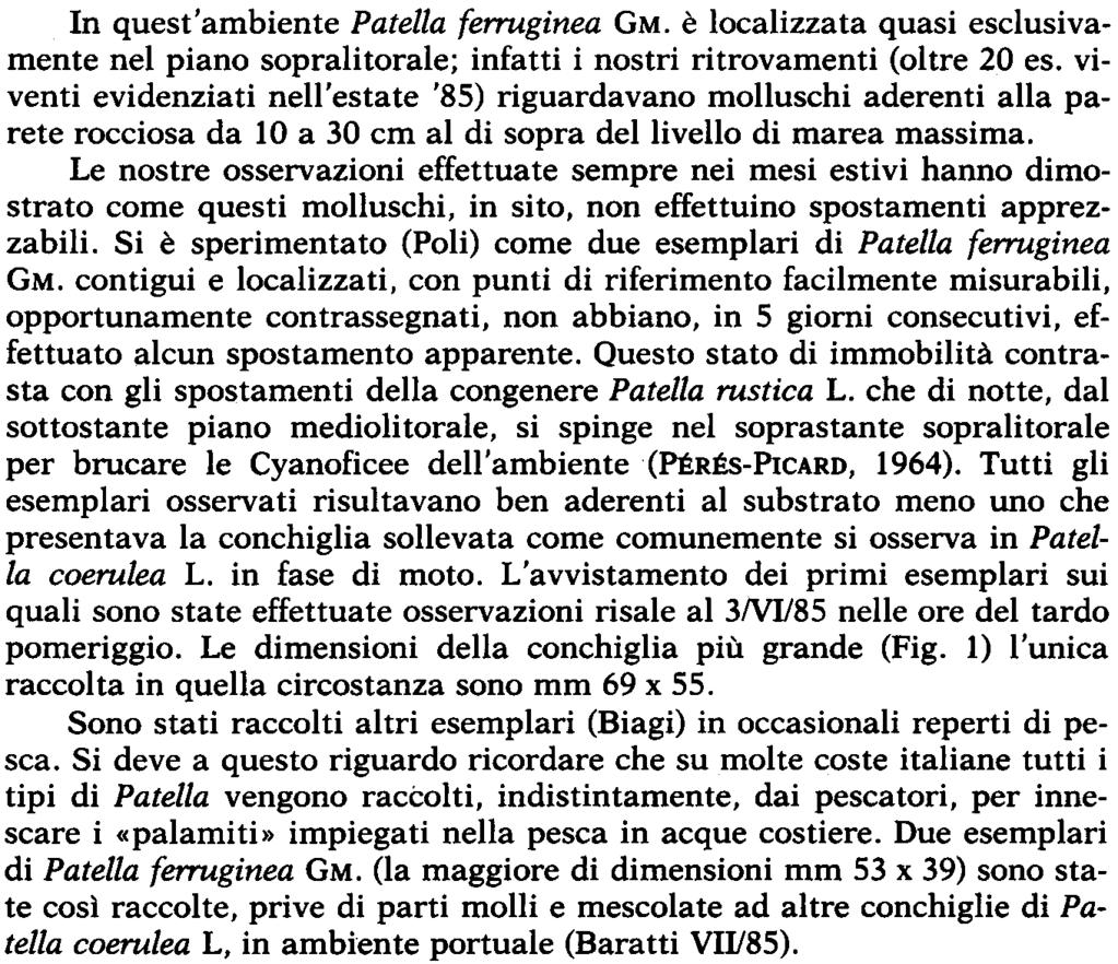 radure di ghiaie grossolane. La malacofauna è quella tipica di litorali rocciosi esposti: Piano sopralitorale: Littorina neritoides (L.) Patella rustica L.