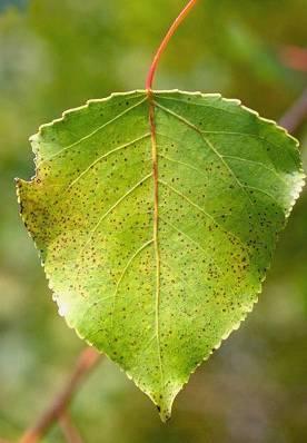 larici-populina 