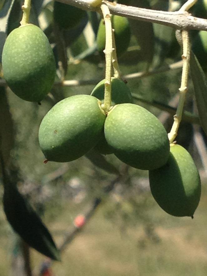 SITUAZIONE FITOSANITARIA MOSCA DELL OLIVO (Bactrocera oleae) In quasi tutti gli areali le catture di mosca sono in lieve calo a causa delle elevate temperature (tabella 1).