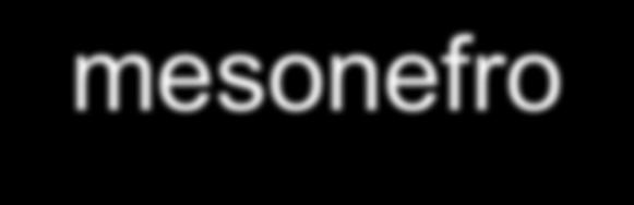 il mesonefro Il mesonefro si forma nel mesoderma intermedio (cordone nefrogenico) caudalmente rispetto ai segmenti pronefrici in una fase immediatamente successiva dello sviluppo (quarta settimana)