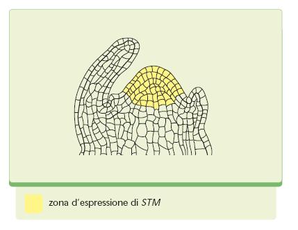 In mais l espressione del gene KNOTTED1 (FT) si correla positivamente alla formazione ed attività del meristema caulinare.