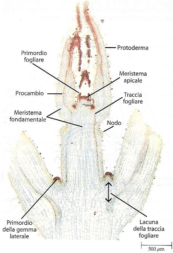 Meristemi