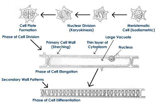 Fasi della divisione cellulare, della distensione e del differenziamento During growth, meristema2c cells pass through the following 3 phases: