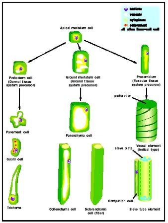 Dall Apice meristema2co Si originano 1 - Cellula del protoderma 2- Cellula del meristema 3- Cellula del procambio Dal