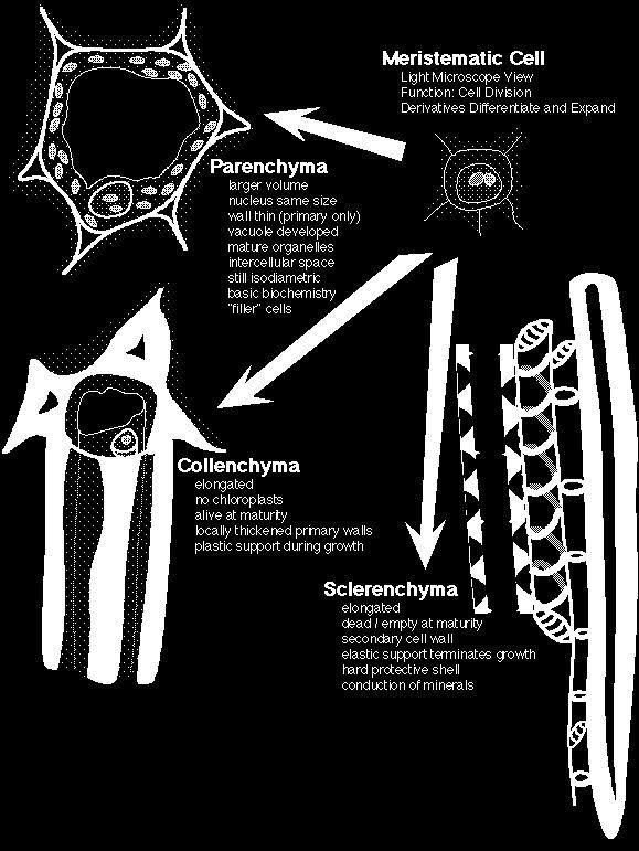 Dalla Cellula del