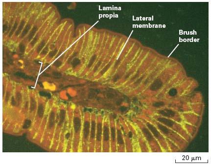 A specific protein can be localized in fixed tissue sections by immunofluorescence microscopy.