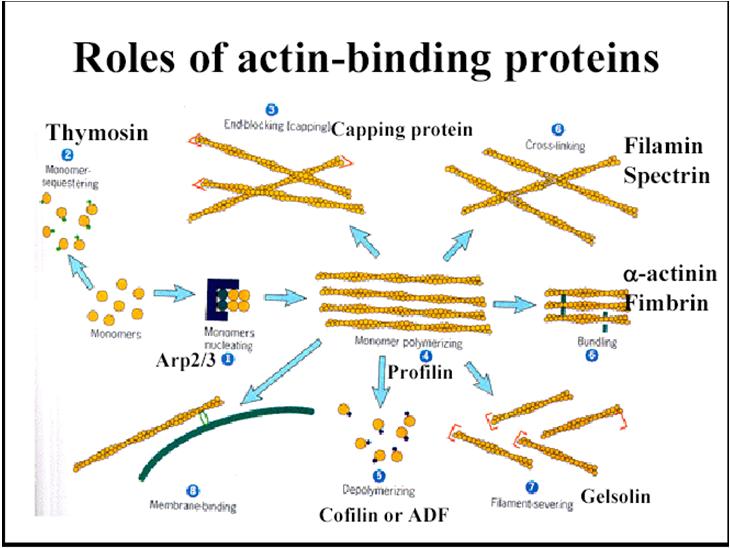 Actina Proteine