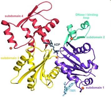 Il polipeptide di 375 residui si incrocia due volte fra i due domini, con i N e C terminali