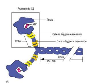 Struttura della miosina II (1) La miosina II è il motore molecolare che genera la forza nei vari tipi di tessuti muscolari ed anche in una varietà di processi non muscolari quali la citocinesi.