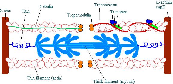 I filamenti spessi di miosina II sono trattenuti fra i filamenti sottili dalla titina, una proteina gigantesca che funziona come una molla con diversi siti per altre molecole incluso l actina.