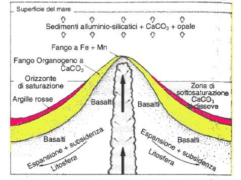 La crosta oceanica da:enciclopedia of Geology-Elsevier strato 1: sedimenti terrigeni, depositi pelagici, fanghi organogeni, noduli di manganese (isobatiti = contourites). Spessore circa 0,4 km.