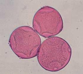 rosso quelli femminili. Il frutto è una noce. Diffusa dalla pianura fino a quota 13m s.l.m. fortemente allergenico Fig.