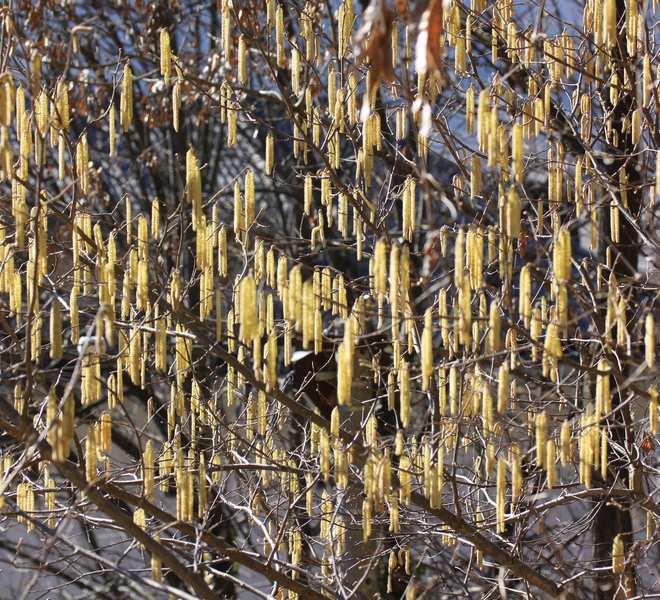 ) periodo di fioritura: marzo maggio Pianta arborea o arbustiva, monoica a foglia caduca, con lamina ovale, apice a punta e