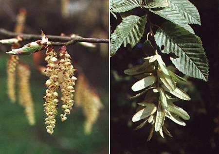 Carpino bianco (Carpinus betulus L.