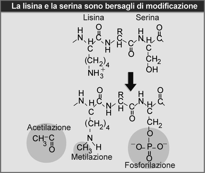 Figura 4.20 Code N- terminali degli istoni.