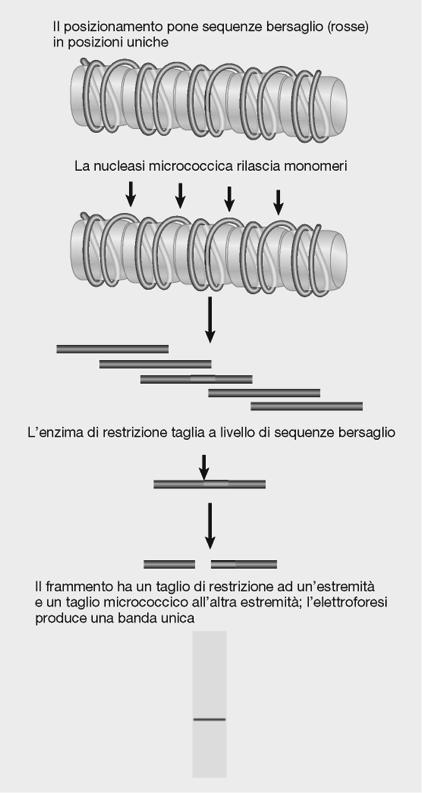 Esperimento Marcatura indiretta dell estremità NUCLEOSOMA OCCUPA