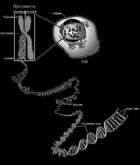 Ogni cellula con,ene circa 2 metri di DNA Diametro nucleo = 5 8 μm Come organizzare il DNA?