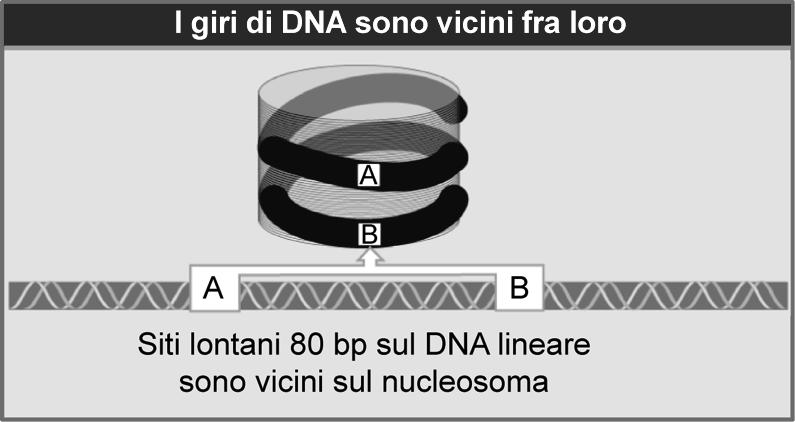 I singoli nucleosomi possono essere ottenuti trattando