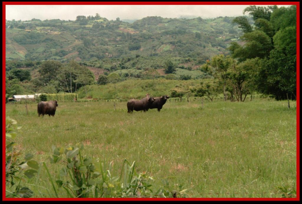 Libres, Valle