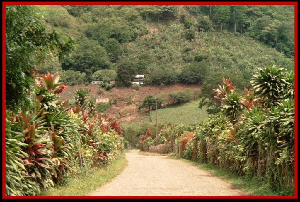 Tropical Garden, Valle