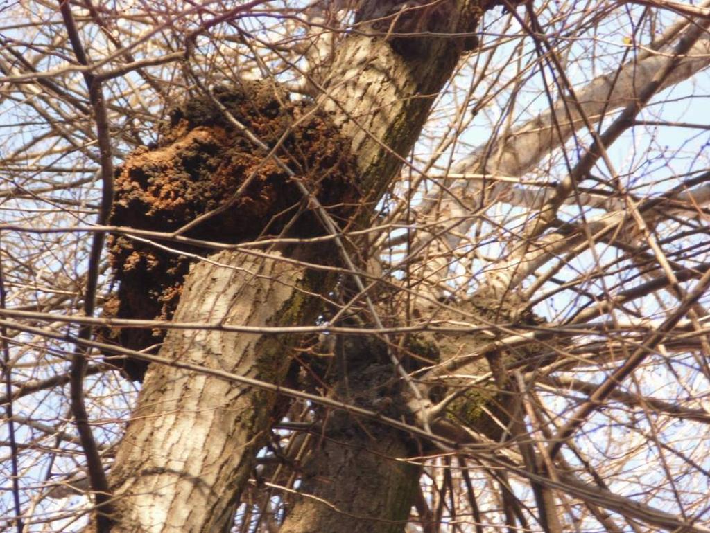 decadimento del popolamento arboreo. In particolare ci si riferisce a due patogeni normalmente poco aggressivi e normalmente trascurati: Agrobacterium tumefaciens e Agrocybe aegerita 6.