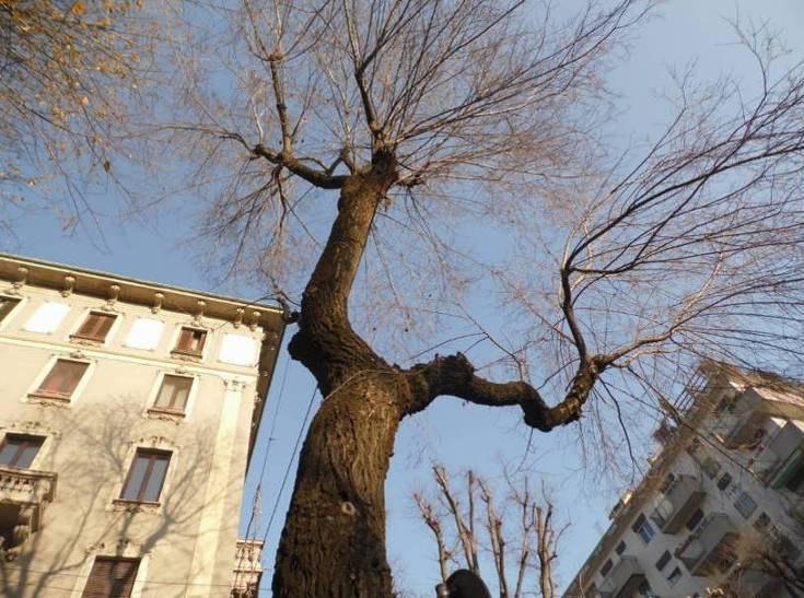 Il popolamento arboreo di via Mac Mahon è composto da due file di alberi distanti tra loro circa 8 metri, mentre sulla fila le piante distano circa 6,7/7 metri.