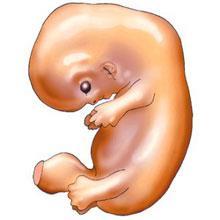 1. lo sviluppo dell embrione: Il periodo embrionale va dalla terza alla fine dell ottava settimana di gestazione.