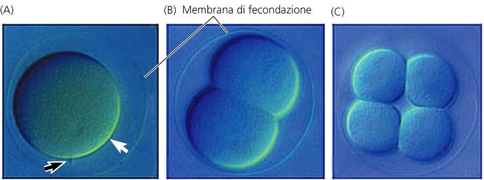 divisione meridiana II