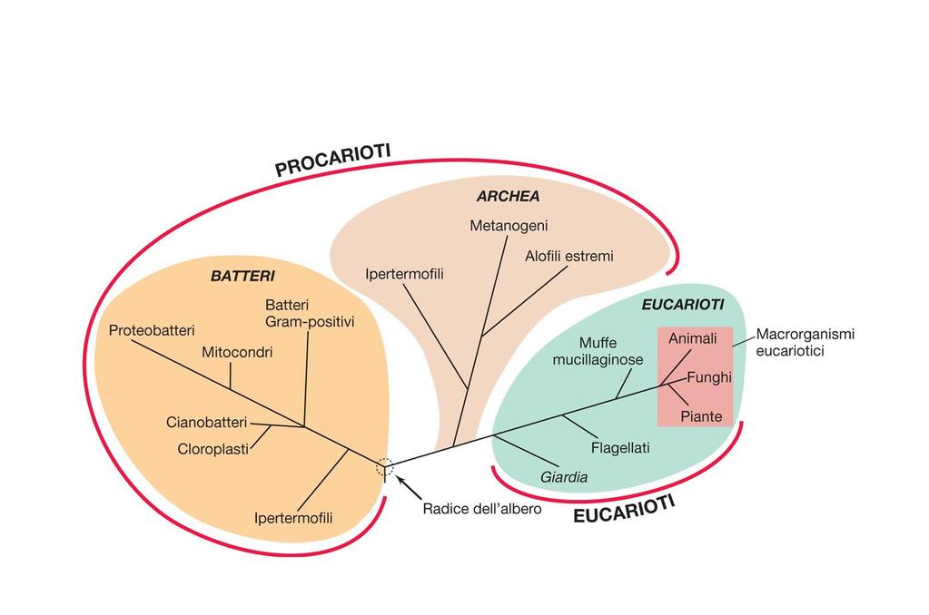 Albero filogenetico della vita come definito dalla comparazione delle sequenze dell RNA ribosomale.