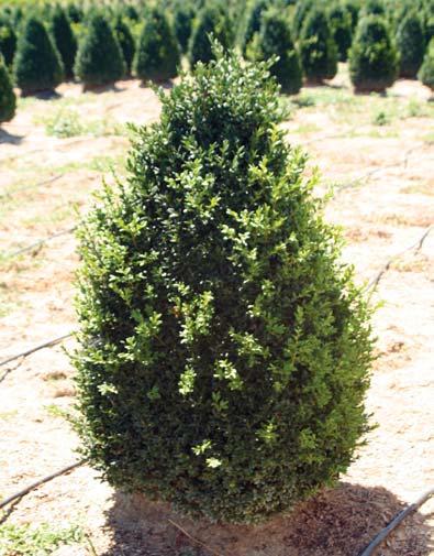Buxus Arborescens