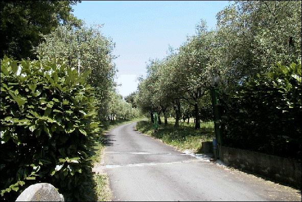 Filari di olivi che costeggiano il viale privato che conduce al complesso