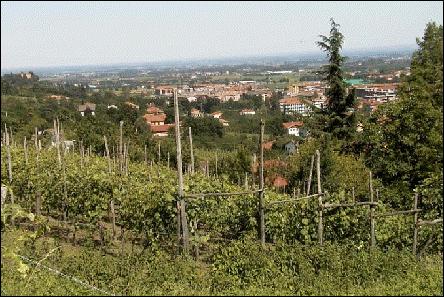 Figura 18 Figura 19 Sistemazione del vigneto con filari disposti a giropoggio, sostenuti da