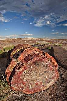 Le principali modalità di fossilizzazione Mineralizzazione= deposizione di sali