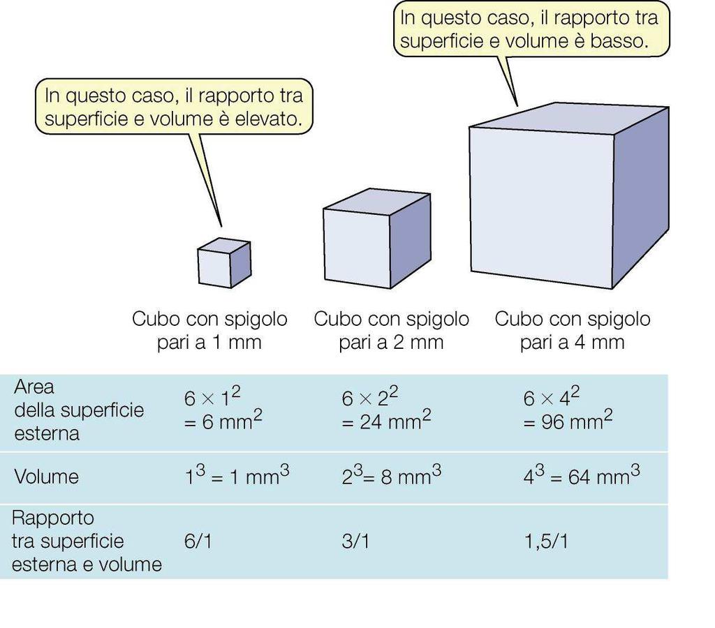 Le variazioni di forma rappresentano una strategia per aumentare tale rapporto. Es.