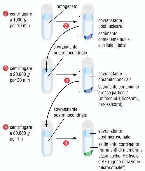 Frazionamento