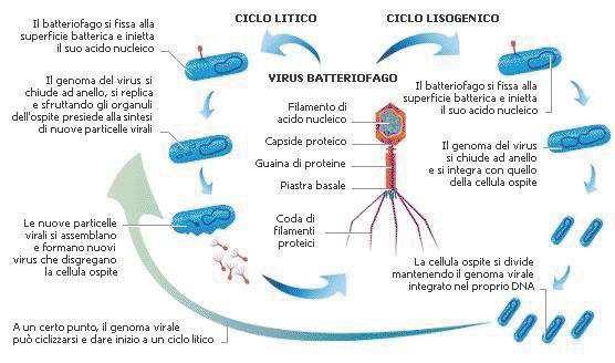 Fagi temperati : fago λ che infetta E.