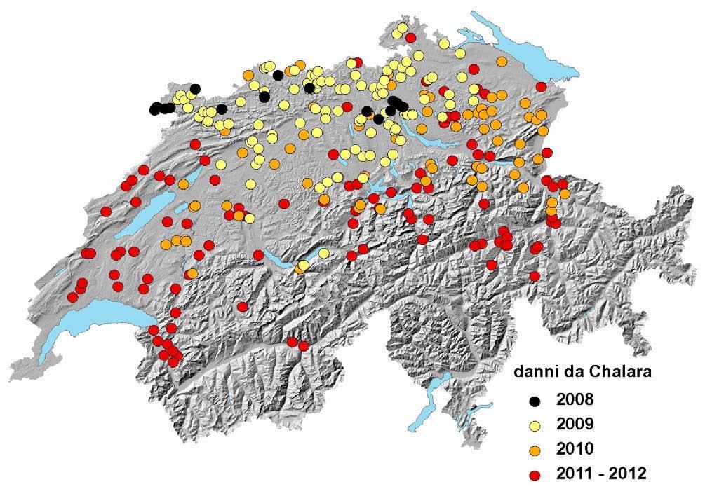 Nel bosco invece, dal 2010 non sono più state segnalate erosioni complete dei bossi, nonostante anche in questi ambienti, la piralide non abbia cessato di espandersi.