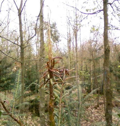 dei Cantoni di Zurigo e Argovia. Come già osservato in casi precedenti, i pini flagellati dalla grandine, sono poi stati infettati e gravemente danneggiati dal fungo Sphaeropsis sapinea.