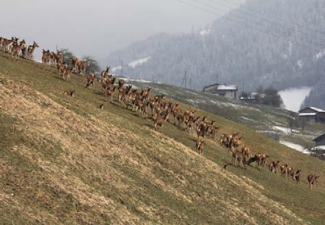 11 Popolazioni da record per il cervo Secondo i dati della statistica federale sulla caccia, le popolazioni di cervo in Svizzera hanno raggiunto nuovi valori record: http://www.wild.uzh.ch/jagdst/.