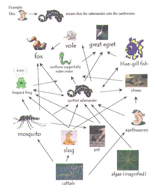 Ecological Food Web Food web graph: grafo direzionato. Nodo = specie. Arco = dalla preda al predatore.