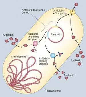 Plasmidi contengono i geni che possono inattivare un antibiotico (per esempio il gene della beta lattamasi comunemente si diffondono attraverso plasmide e fornisce la resistenza agli antibiotici