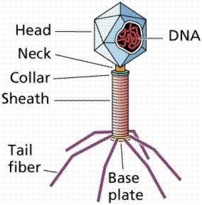 Trasduzione Il trasferimento genetico di DNA