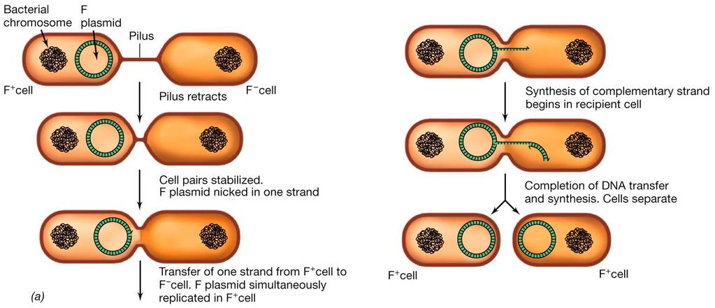 F+ x F- F+ F+ Alla fine del processo coniugativo (detto F+ x F-), anche la cellula accettrice