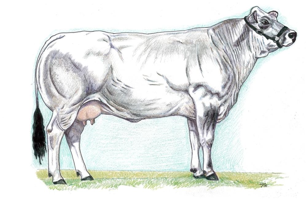 1 Standard di razza FINALITA' DELLA SELEZIONE L'azione di miglioramento della razza bovina Piemontese riguarda la precocità intesa come conseguimento anticipato dell'età di macellazione, la velocità