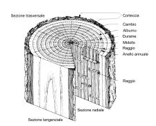 16 Stefano Berti LA MATERIA PRIMA LEGNO Tutte le principali caratteristiche tecnologiche del legno hanno strette relazioni con la sua anatomia (forma e disposizione delle cellule) e con la sua