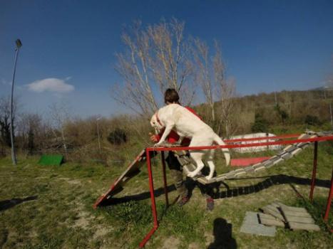 conduttore essere in possesso del Brevetto di As